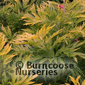 SAMBUCUS nigra 'Golden Tower' 