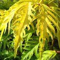 SAMBUCUS racemosa 'Sutherland Gold' 