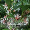 Small image of SARCOCOCCA