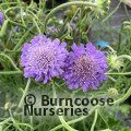 SCABIOSA 'Butterfly Blue'  