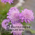 SCABIOSA 'Butterfly Blue'  