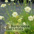 SCABIOSA 'Moon Dance'  