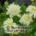 SCABIOSA 'Moon Dance'  