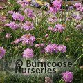 SCABIOSA 'Pink Mist'  