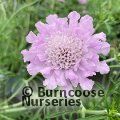 SCABIOSA 'Pink Mist'  