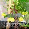 SCHISANDRA henryi  