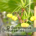 Small image of Henry's Schisandra