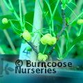 SCHISANDRA henryi  
