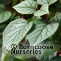SCHIZOPHRAGMA hydrangeoides 'Moonlight' 