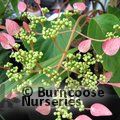 SCHIZOPHRAGMA hydrangeoides 'Rose Sensation' 