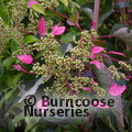 SCHIZOPHRAGMA hydrangeoides 'Rose Sensation' 