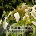 Small image of SCHIZOPHRAGMA