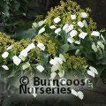 SCHIZOPHRAGMA integrifolium  