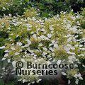 SCHIZOPHRAGMA integrifolium  