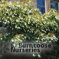 SCHIZOPHRAGMA integrifolium  