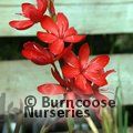 HESPERANTHA coccinea  