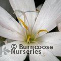 HESPERANTHA coccinea 'Alba' 