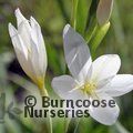 HESPERANTHA coccinea 'Alba' 