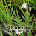 HESPERANTHA coccinea 'Alba' 
