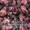 SEDUM 'Purple Emperor'  