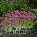 SEDUM spectabile 'Autumn Joy' 