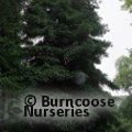 SEQUOIA sempervirens 'Adpressa' 