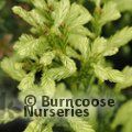Small image of coastal redwood 'Adpressa'