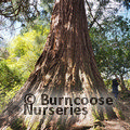 Small image of SEQUOIADENDRON