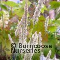 SESLERIA autumnalis  