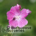 SIDALCEA 'Party Girl'  