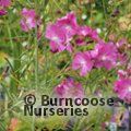 SIDALCEA 'Party Girl'  
