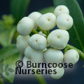 SKIMMIA japonica 'Kew White' 