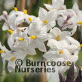 SOLANUM jasminoides 'Album' 