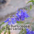 Small image of Bluebell Creeper