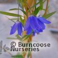 SOLLYA heterophylla 'Ultra Blue' 