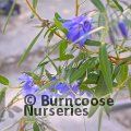 SOLLYA heterophylla 'Ultra Blue' 