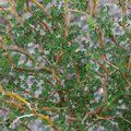 Small image of SOPHORA