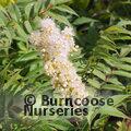 SORBARIA sorbifolia 'Sem' 