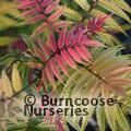 SORBARIA sorbifolia 'Sem' 