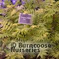 SORBARIA sorbifolia 'Sem' 