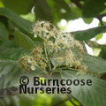 Small image of SORBUS