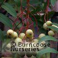 SORBUS cashmiriana  