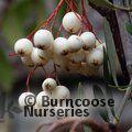 SORBUS cashmiriana  