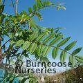 SORBUS cashmiriana  