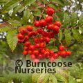 Small image of SORBUS