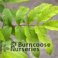 SORBUS sargentiana  