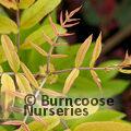 SORBUS sargentiana  