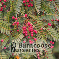 SORBUS vilmorinii  
