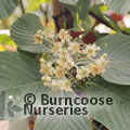 SORBUS wardii  