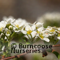 SPIRAEA cinerea 'Grefsheim' 
